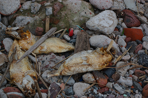 dead fish in Buenos Aires