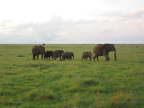 elephants in Kenya