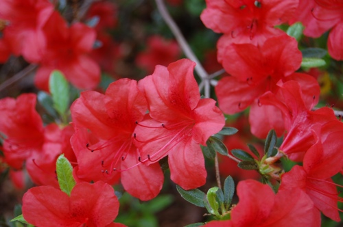Red Azaleas
