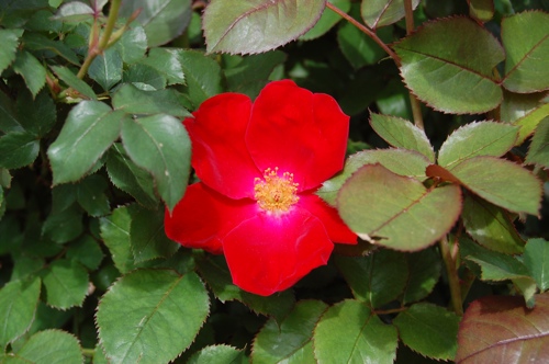 Red Flower