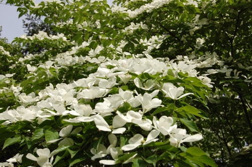 White Flower Tree
