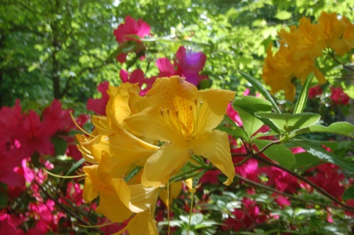 Yellow Flowers