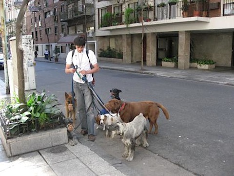 dogwalker2.jpg