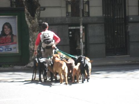 dogwalker5.jpg
