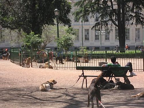 dogwalkerpark.jpg