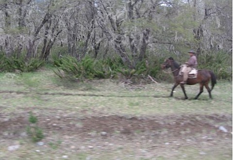 Gaucho.jpg