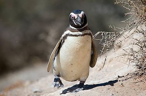 penguinpeninsulavaldes.jpg
