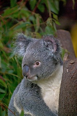 koalabear.jpg
