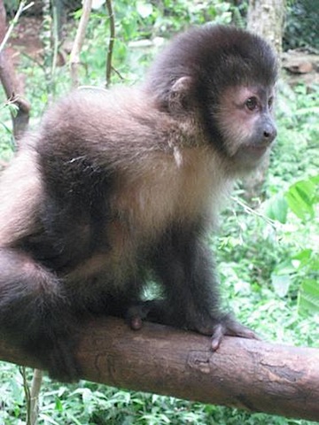 Iguazu Falls Capuchin monkey