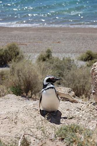 Peninsula Valdes Waving penguin