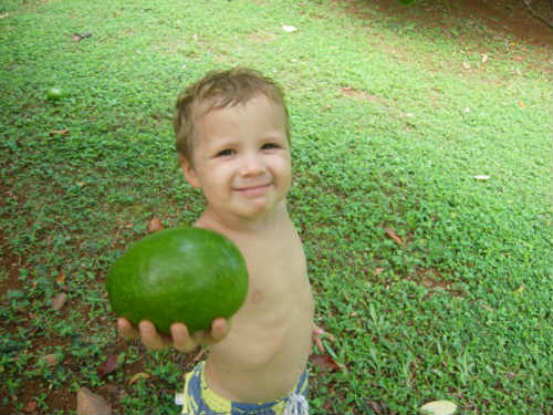 small boy holding a green fruit