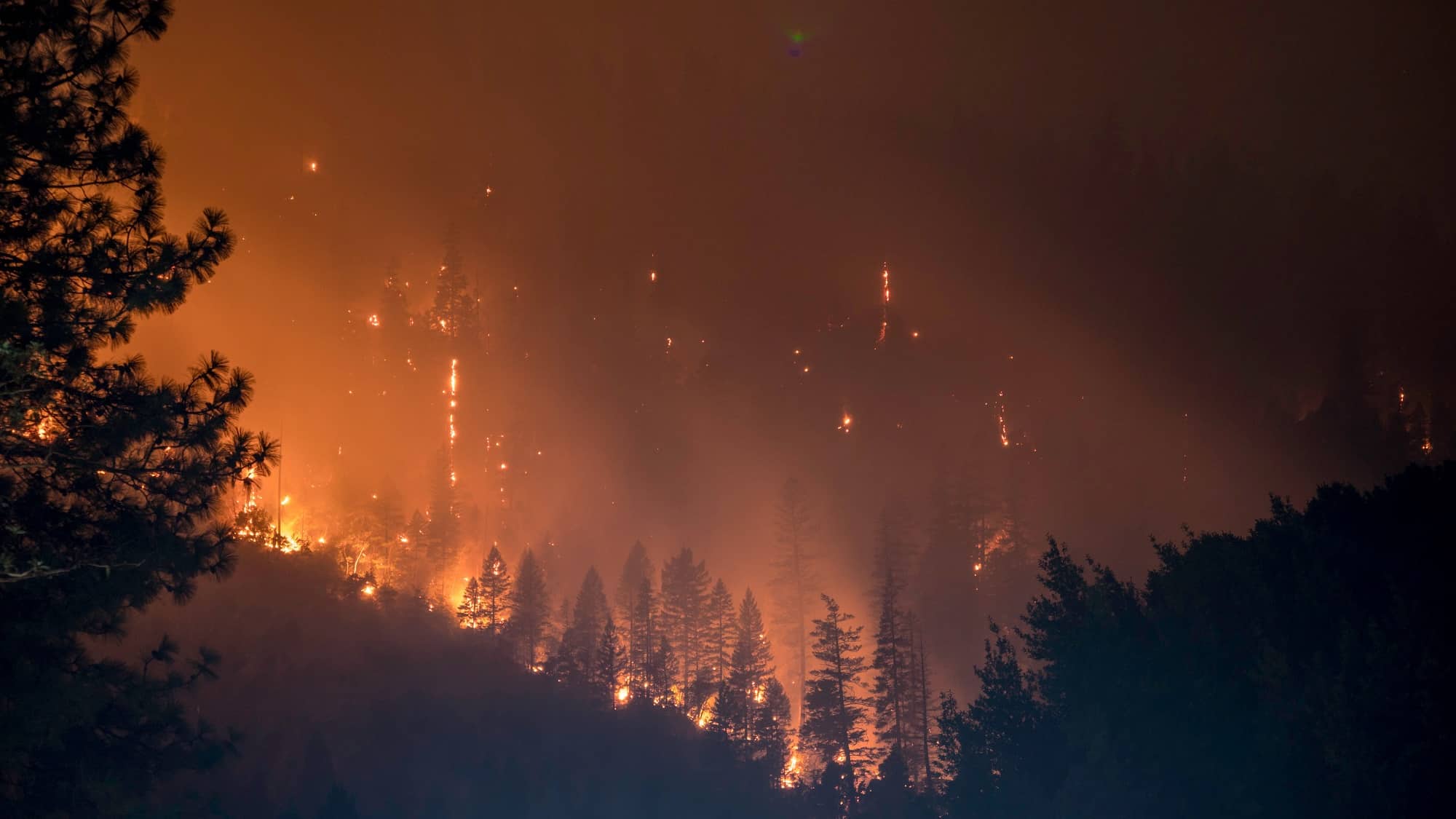 Environmental Consequences of Forest Fires