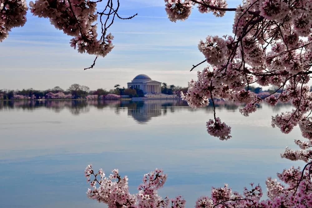 Washington DC view and Cherry Blossom