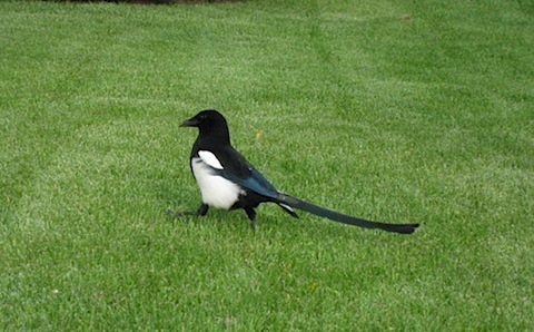 Magpie Alaska 