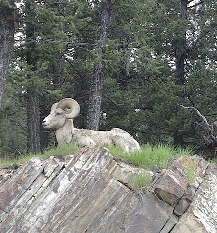 Bighorn Sheep alaska