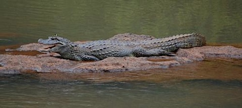 Caiman