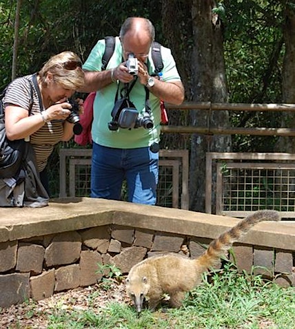 Coati