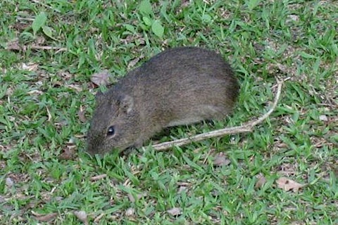 Small Rodent