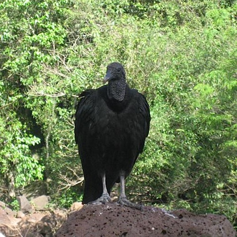 Vulture