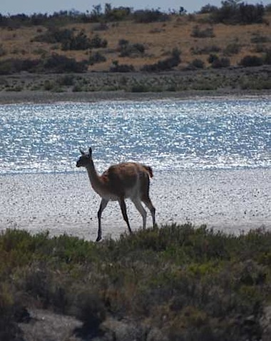 Peninsula Valdes Guanaco grazing near an inlet