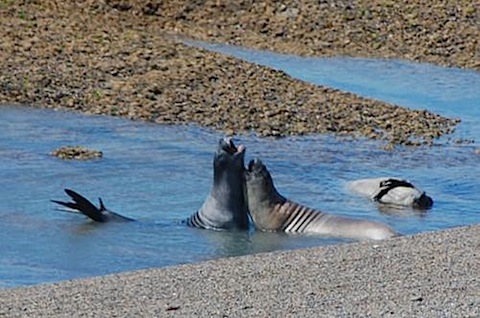 Peninsula Valdes Female sea lions playing in the water