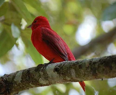 Tikal National Park