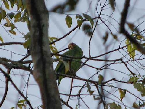 Tikal National Park