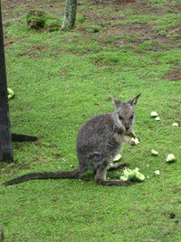 Wallaby