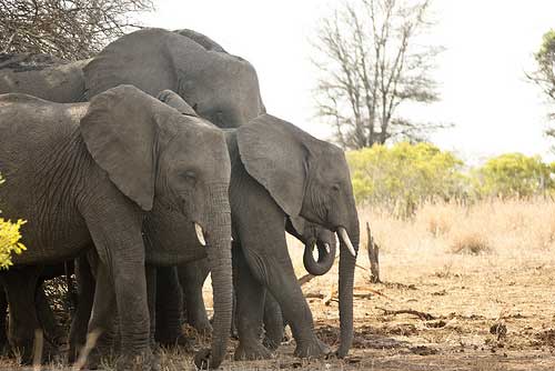 3 elephants in a forest standing