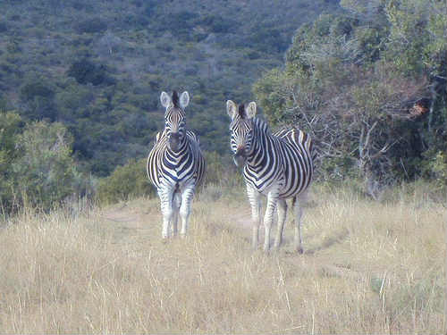 2 zebras in a forest