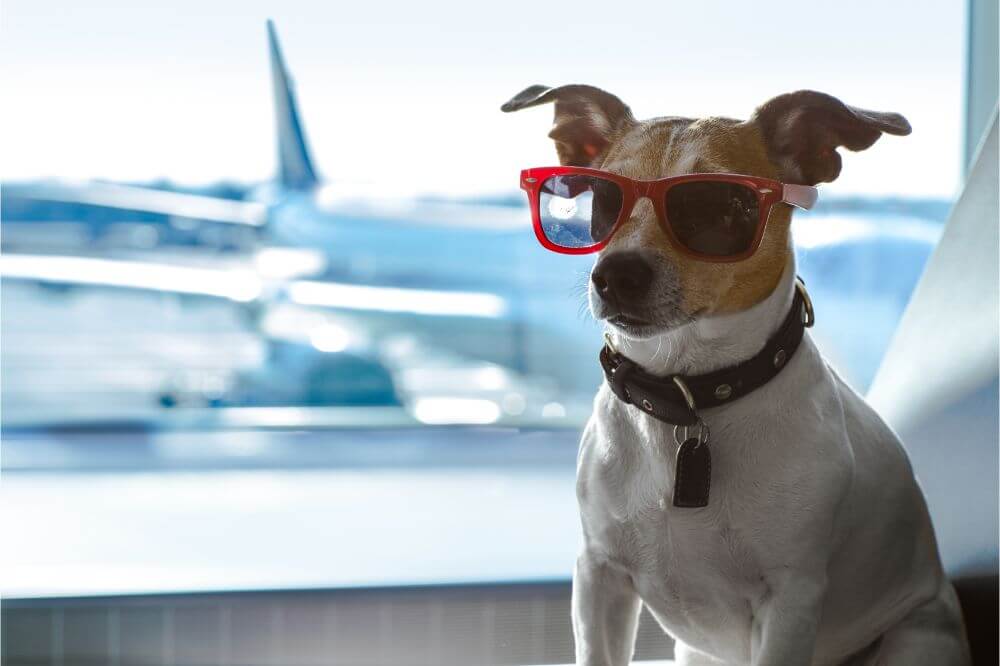 How to travel with a dog on a plane