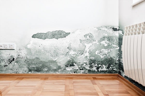 How to Deal With Mold Infestation in your Airbnb Rental